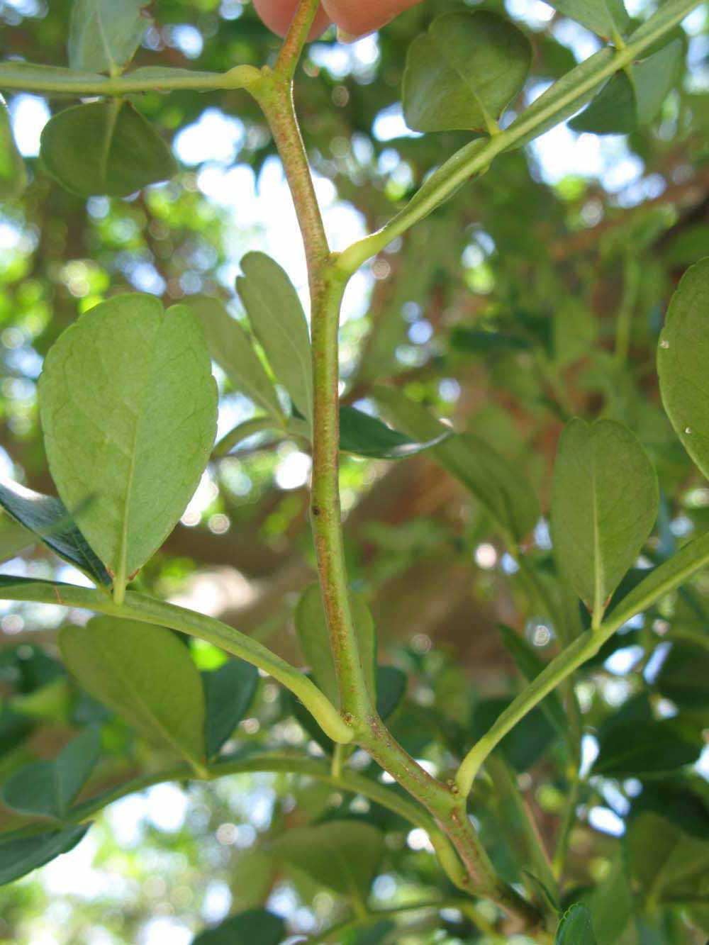              First year twig (Winter Haven, FL)       